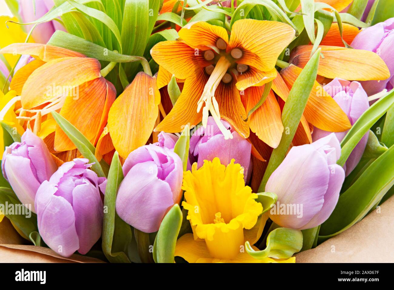 Tulipanes de flores de lirio fotografías e imágenes de alta resolución -  Alamy