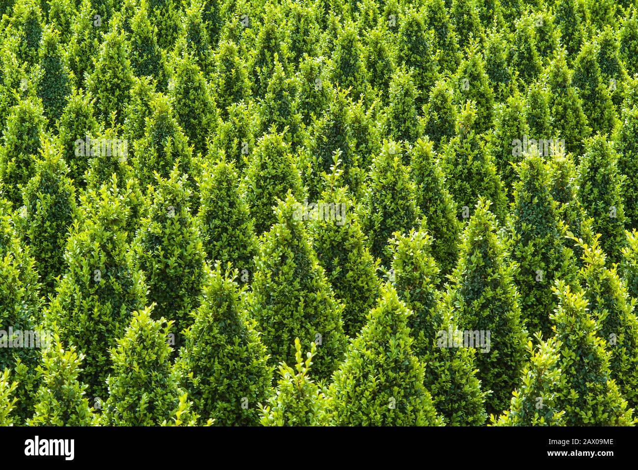 Crecimiento industrial de árboles buxus verdes esculpidos Foto de stock