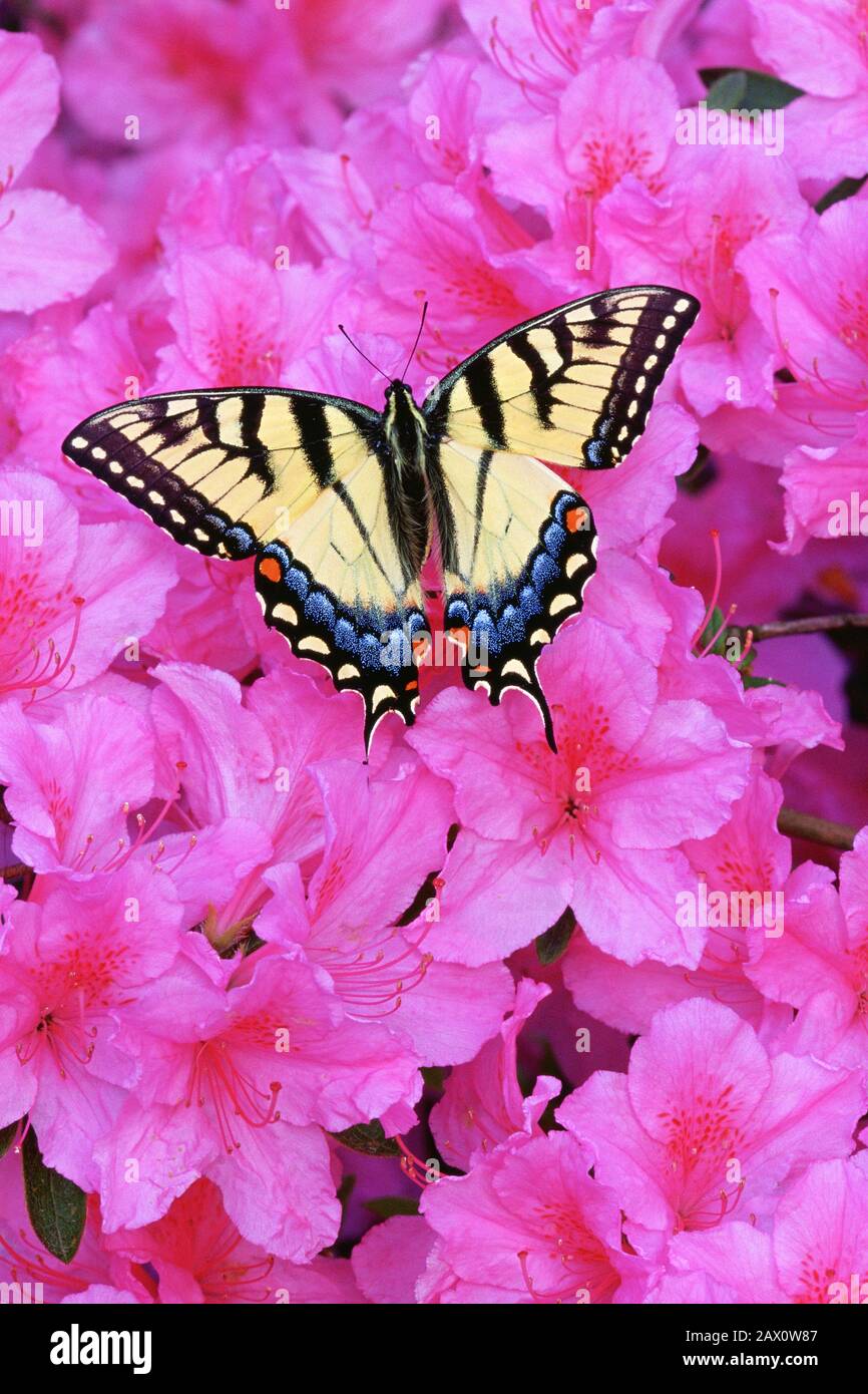 Tigres del este Swallowtail en azalea floreciente. Tyler Arboretum, Pensilvania. Foto de stock