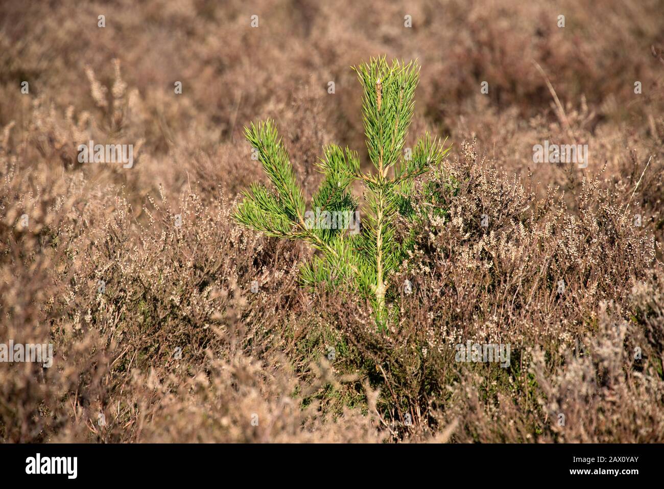 El sapling de un árbol del pino escocés (Pinus sylvestris) que crece entre brezo del invierno en Berkshire breathland en regowth manejado, Berkshire, febrero Foto de stock
