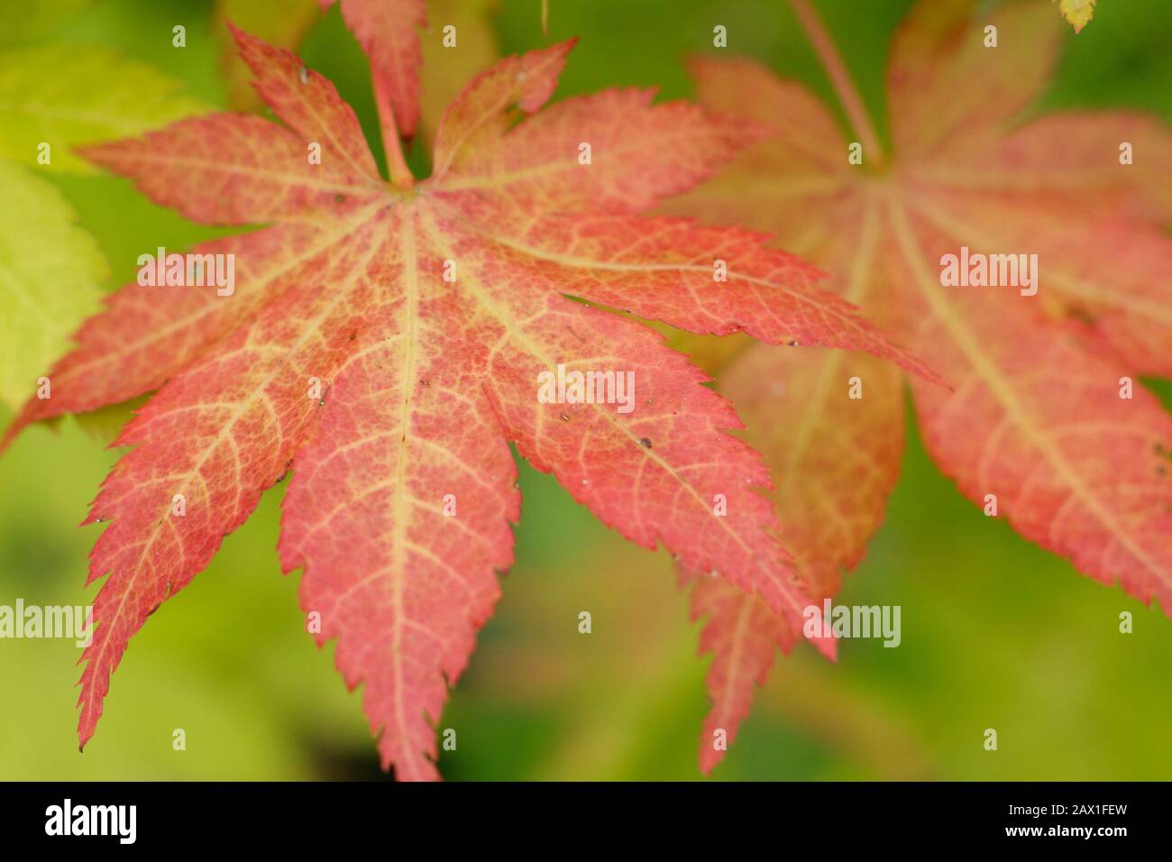 Acer palmatum 'Oro de la ummer' hojas japonesas de arce que muestran las hojas teñidas de rojo a principios de otoño. REINO UNIDO Foto de stock