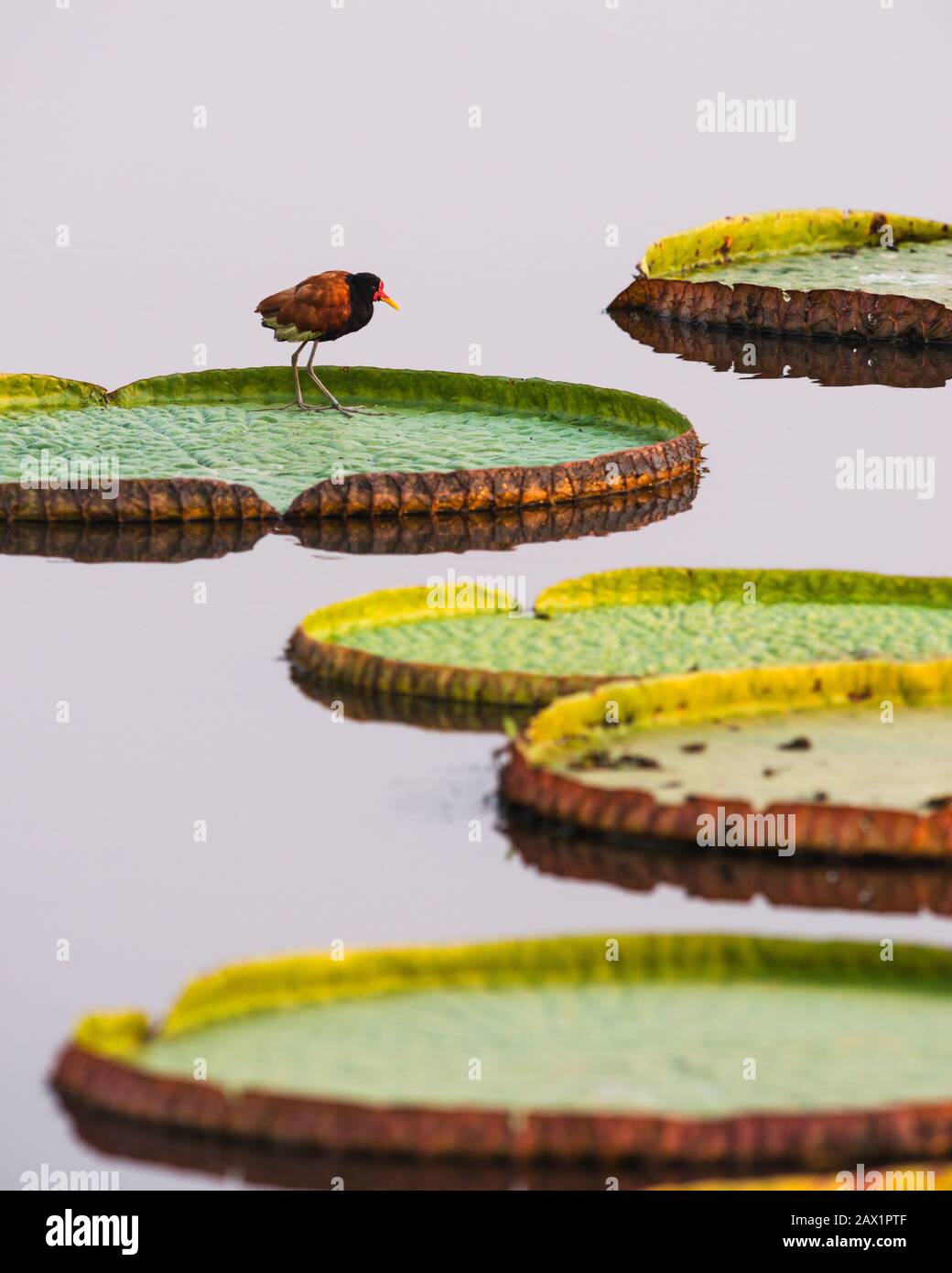 Un Wattled Jacana se alza sobre una Lilly flotante de agua Gigante en el Pantanal Foto de stock