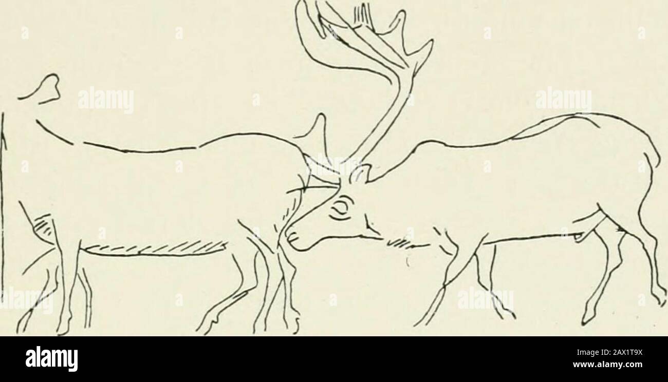 Introducción al estudio del arte prehistórico . Fig. 69.—Grabado con reno. Kesserloch cueva, Thayngen, Suiza. La parte de ese arte en el que se deleitaron y se mostraron tan competentes. Por lo Introducción al estudio del arte prehistórico . Fig. 69.—Grabado con reno. Kesserloch cueva, Thayngen, Suiza. La parte de ese arte en el que se deleitaron y se mostraron tan competentes. Por lo