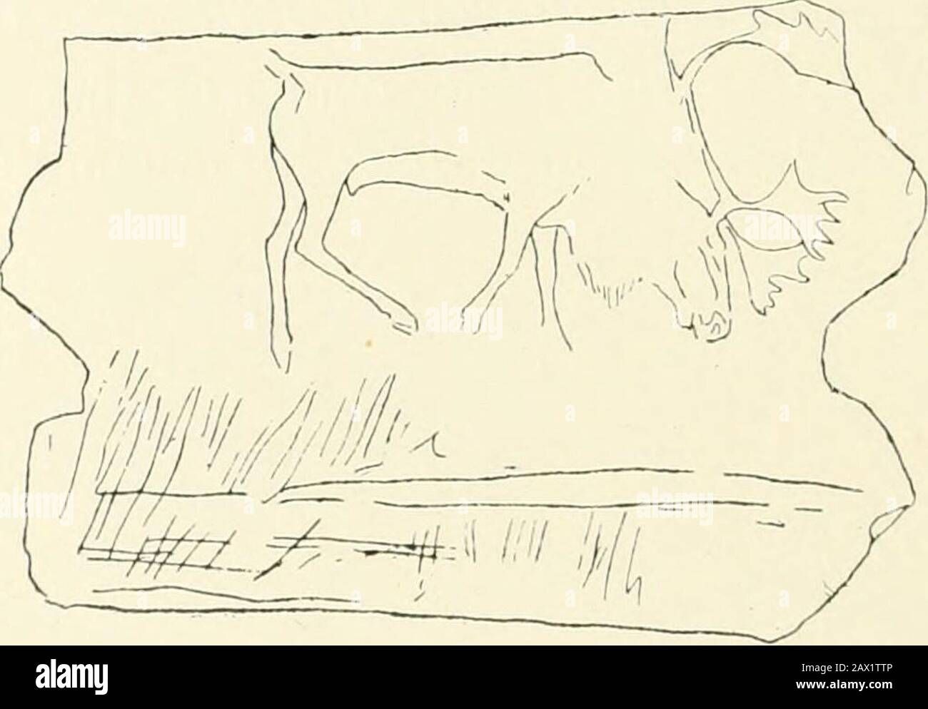 Introducción al estudio del arte prehistórico . Fig. 68.—Rhinoceros grabados en un guijarro esquisto. Cueva de Tribolite, Arcy-sur-Cure. Y en la cueva de Tribolite en Arcy-sur-Cure, en Yonne{Fig. 68). Musee Prehistorique, 210. UAnthropp., xv.. Fig. 45, pág. 156. Ibíd., Fig. 27, pág. 129. La Caverne de Font Lie Gauine,). 147. 54 ARTE PREHISTÓRICO el arte paleolítico encontró su expresión más alta en el dibujo de dos animales que sin duda existieron en números enormes en el suroeste de Francia durante el período posterior de la era paleolítica ; pero que ahora viven sólo en partes verydistantes del mundo. Estos son th Foto de stock