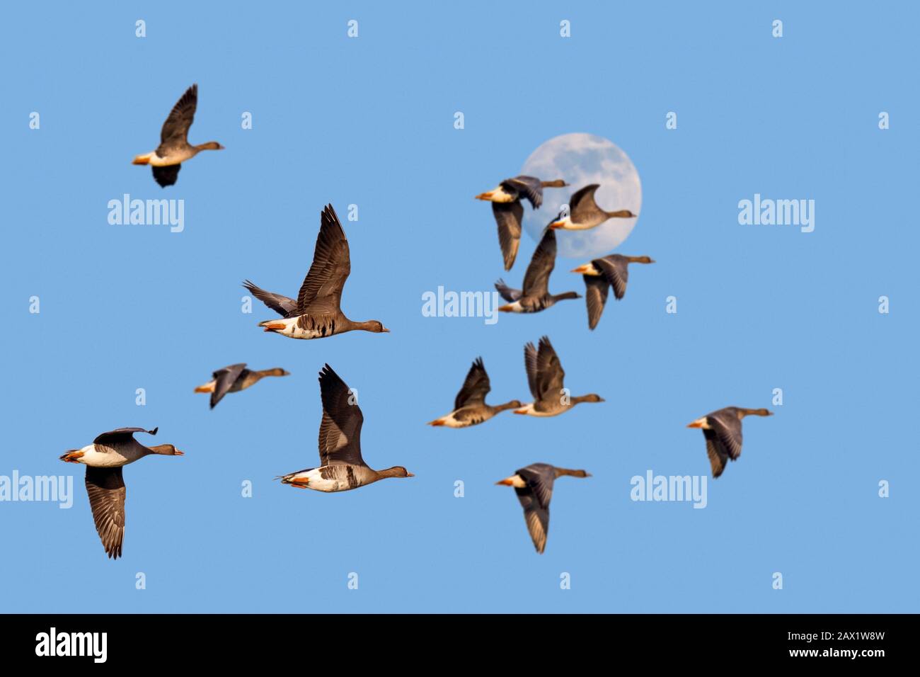 Luna llena y rebaño de gansos blancos frente / gansos blancos frente (Anser albafrons) en vuelo contra el cielo azul al atardecer Foto de stock
