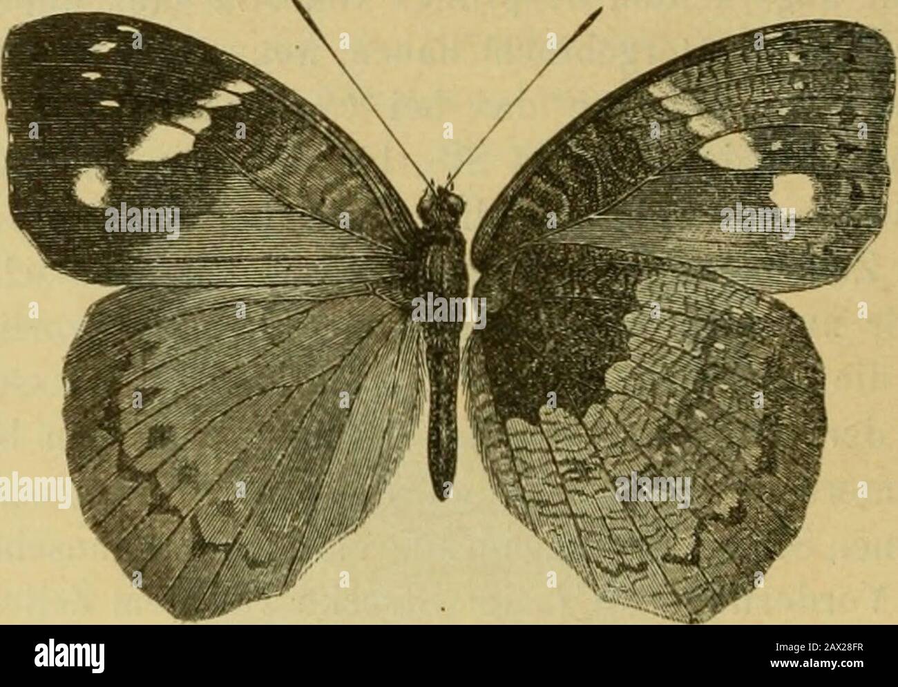 Berliner entomologische Zeitschrift . n sechs schwärzlichen, je von einerlichten Zone umflossenen Flecken. Unterseite: Gelbgrau, im Vorderflügel zwischen M, Mi undM:; braun, im Hinterflügel das Wurzeldritte] dunkel graubraun, aussen 8 F. Kar seh: Zackig und scharf, oben schwach durchlagend gerandet, der sen-Ausrand-wau dügraugen shau und Breuchen. Im Vorderflügelwiederholen sich die lichten Flecke der Oberseite, nur sind sie nichtso blendend weiss und der zwischen m2 und Mi gelegene ist grösserals oben; am Vorderrande und zwischen Zellende und Flügelspitzefindet sich ein dichter Foto de stock