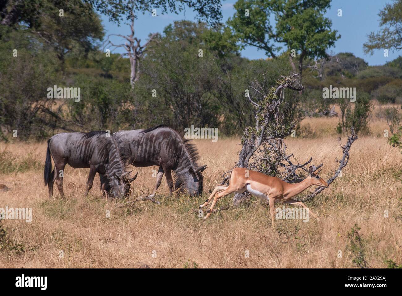 Blue Wildebeest y pasando Impala en Nhimba Zimbabwe Foto de stock