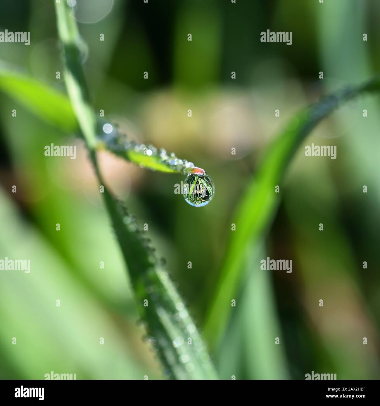 Perfecta gota de rocío colgando en una hoja de hierba en el prado Foto de stock