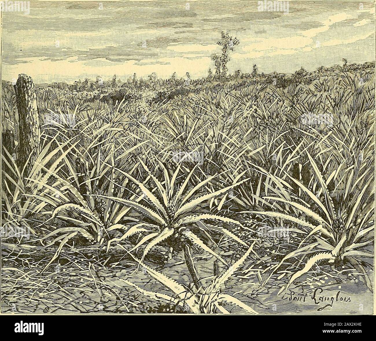 Nouvelle Geographie Universelle La Terre Et Les Hommes Es Reptiles Cubanais Sont Des Espi Ces Venuesdes Continentes Voisins Mais Il Est Etrange Que Parmi Les Serpents De Cubaucun Ne Soit Venimeux Nouvelle Geographie Universelle La Terre Et Les Hommes Es Reptiles Cubanais Sont Des Espi Ces Venuesdes Continentes Voisins Mais Il Est Etrange Que Parmi Les Serpents De Cubaucun Ne Soit Venimeux