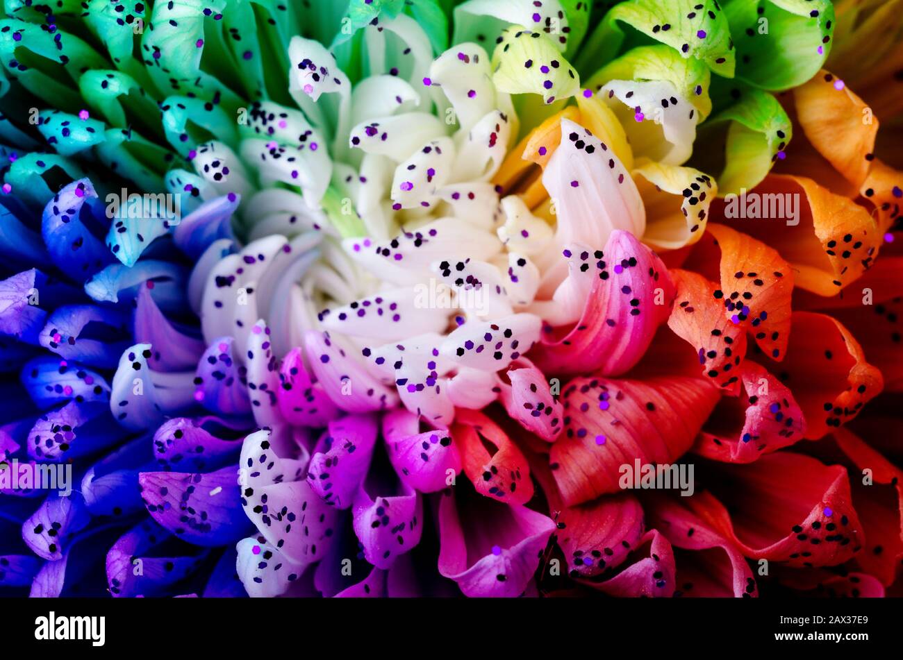Dalia arco iris de colores sobre un fondo negro. Low Key studio shot de una flor brillante. Bueno para fondos de pantalla de fondo de pantalla Fotografía de stock - Alamy Dalia arco iris de colores sobre un fondo negro. Low Key studio shot de una flor brillante. Bueno para fondos de pantalla de fondo de pantalla Fotografía de stock - Alamy