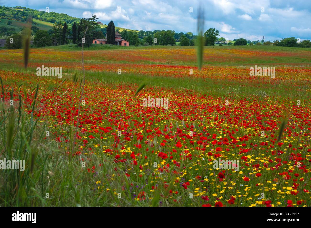 Maravillosa vista de las flores silvestres de colores vivos amarillo y rojo en la campiña toscana de Italia Foto de stock
