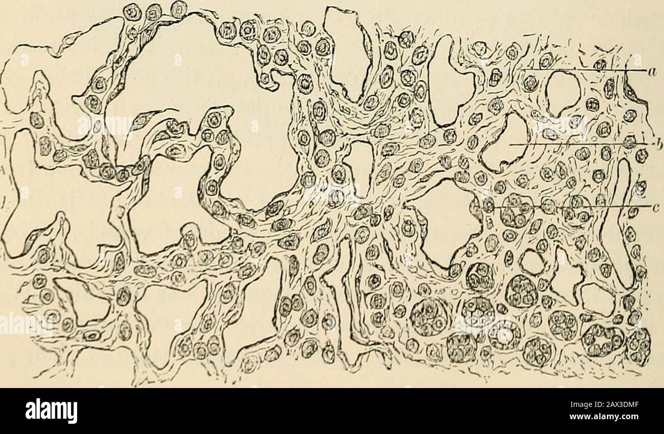 Patología y tratamiento quirúrgico de los tumores . .r* . k V4