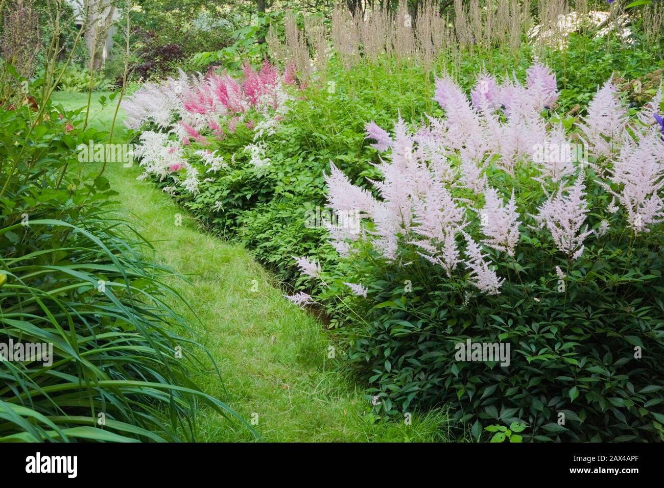 Astilbes garden fotografías e imágenes de alta resolución - Página 2 - Alamy