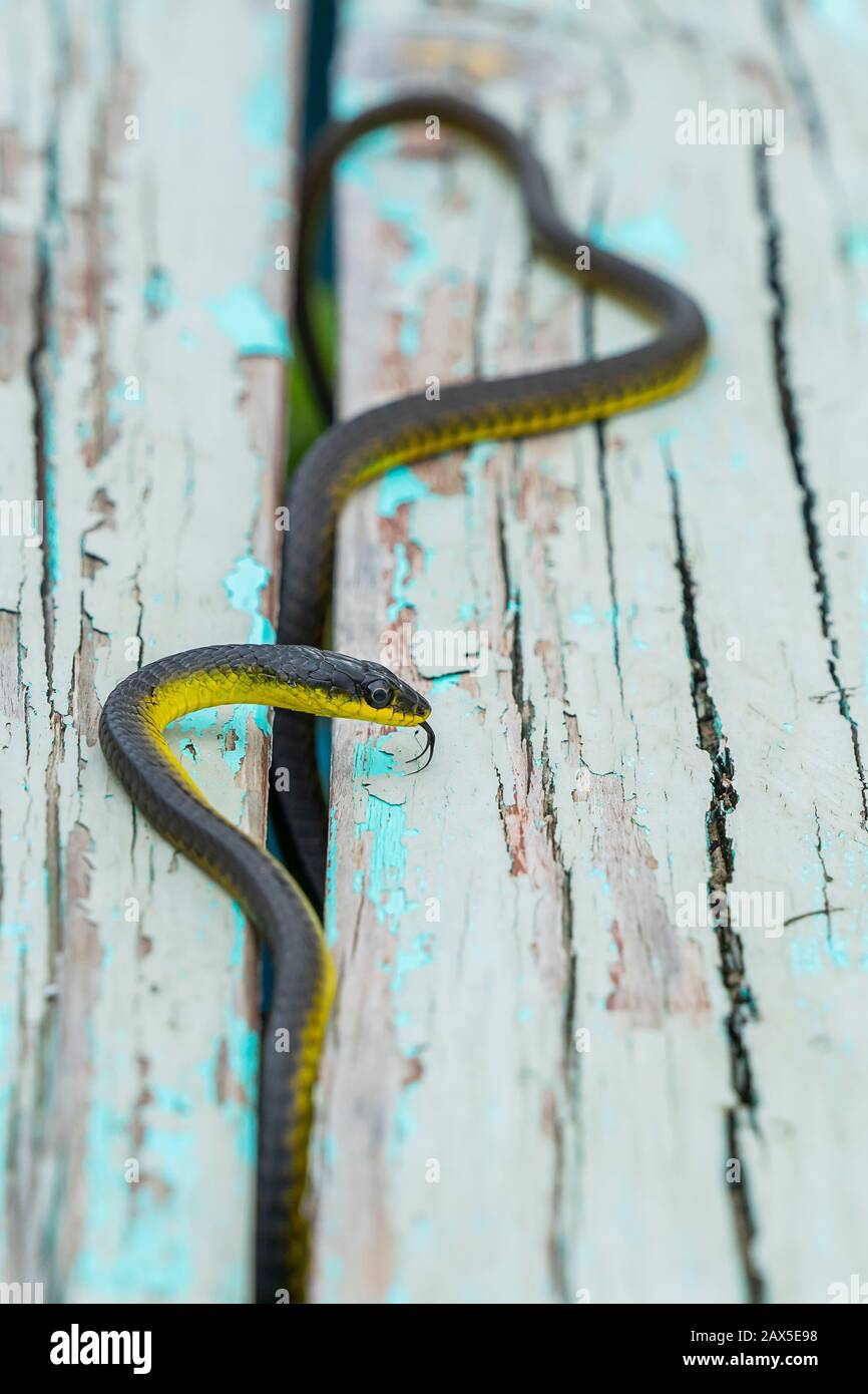 Serpiente de árbol común (Dendrelaphis puntulatus) en banco de madera viejo Foto de stock