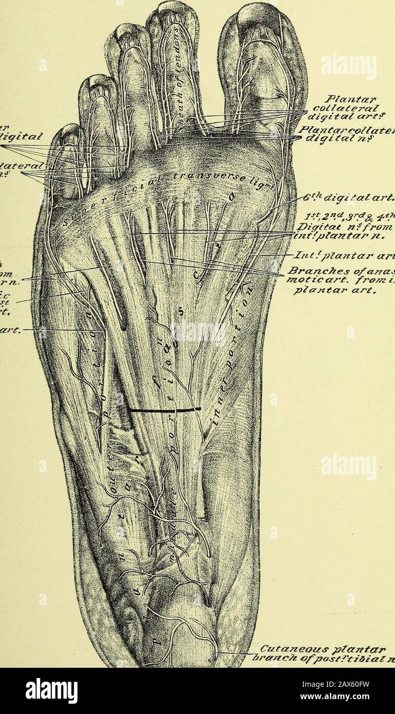 Anatomia Humana Practica Recurso Electronico Una Guia De Trabajo Para Estudiantes De Medicina Y Una Lista De Referencia Para Cirujanos Y Medicos Flex Longus Pol L Fc S Rlex No Abductor M Sgflex