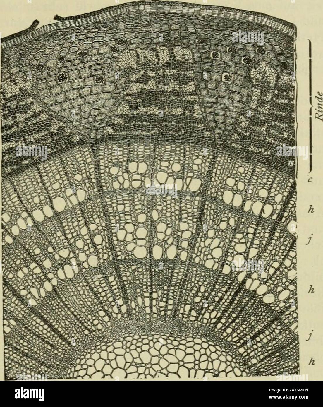 Mitteilungen Der Deutschen Dendrologischen Gesellschaft R Das Holz Aus Weitlumigenund Dunnwandigen Zellen Be Steht Die Dunklen Streifen Abererscheinen Deshalb Dunkel Weil Sie Aus Englumigen Und Dickwandigen Zellen Bestehen Dies Wird Noch Deutschchen