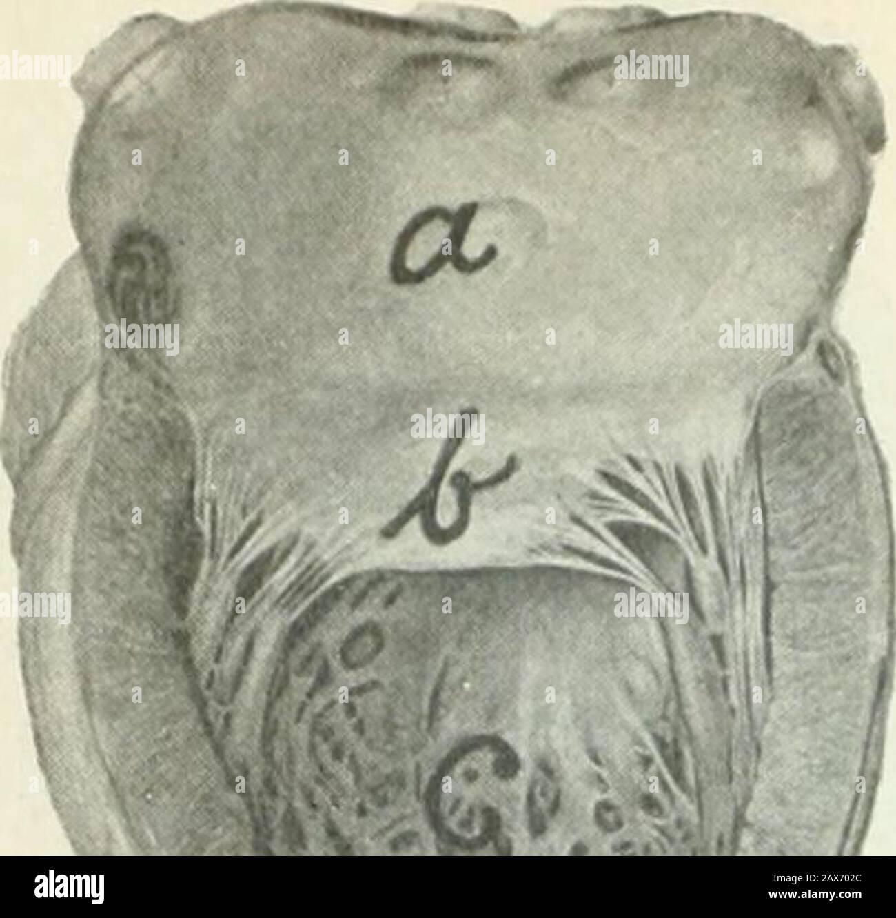 Tietosanakirja . ¤ varustettujenaukkkojen (osiium) kautta s:een.  Nilvià¤isten sydÃ¤-messÃ¤ huomataan 2 osaa, eteinen ja kammio;eteisià¤ on  joko 2 (joskus 4) tai 1. S.-pussi onmunuaisten ja joskus sukupuolielimien  kanssayhteydessí¤; useilla kulkee suoli sen