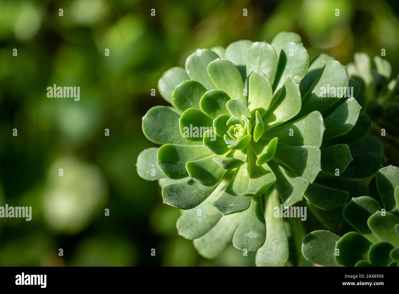 Una planta verde brillante de aeonium castello-paivae con un fondo borroso y espacio para el texto Foto de stock