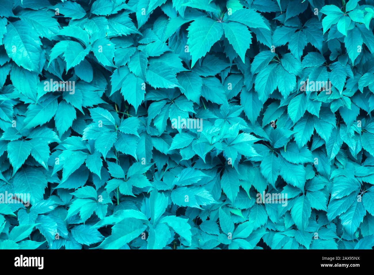 aves de corral Comité resultado hojas de color menta azul textura de fondo. fondo natural abstracto, fondo  de color menta Fotografía de stock - Alamy