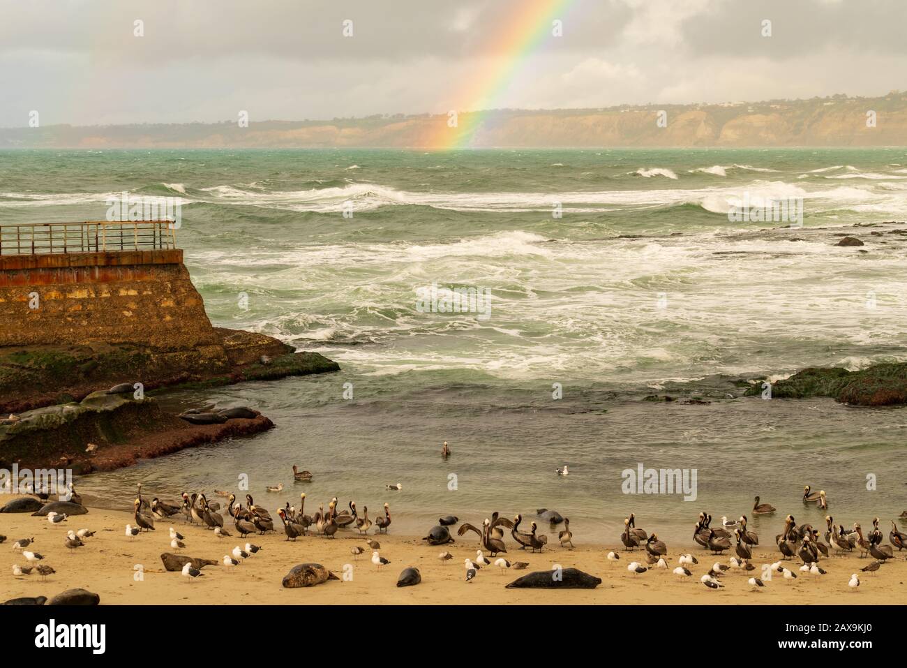 La Jolla, playa de California y arco iris con focas del puerto alrededor (nombre científico: Phoca vitulina) Foto de stock