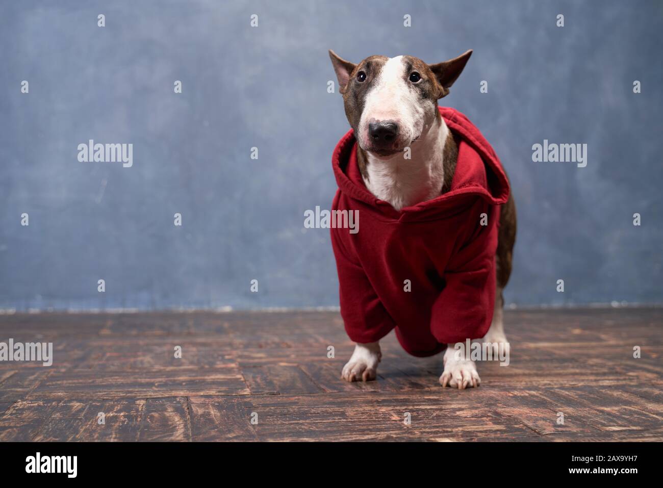 Un perro de moda lleva una sudadera con capucha roja, el toro Terrier  Fotografía de stock - Alamy