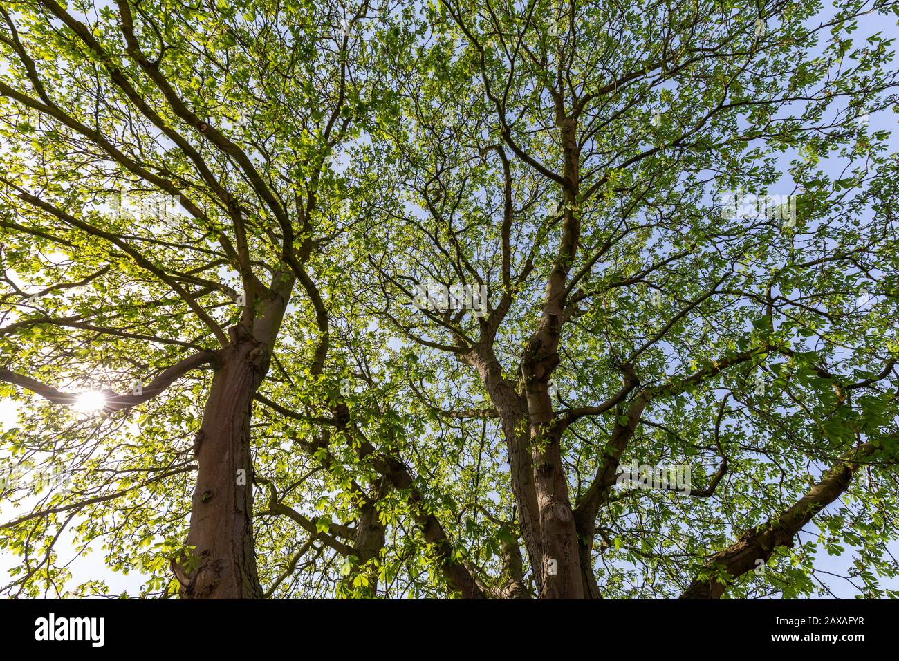 Haz de sol retozando a través de un árbol verde fresco con follaje. La luz de la mañana crea un estado de ánimo espiritual y fiel. Foto de stock