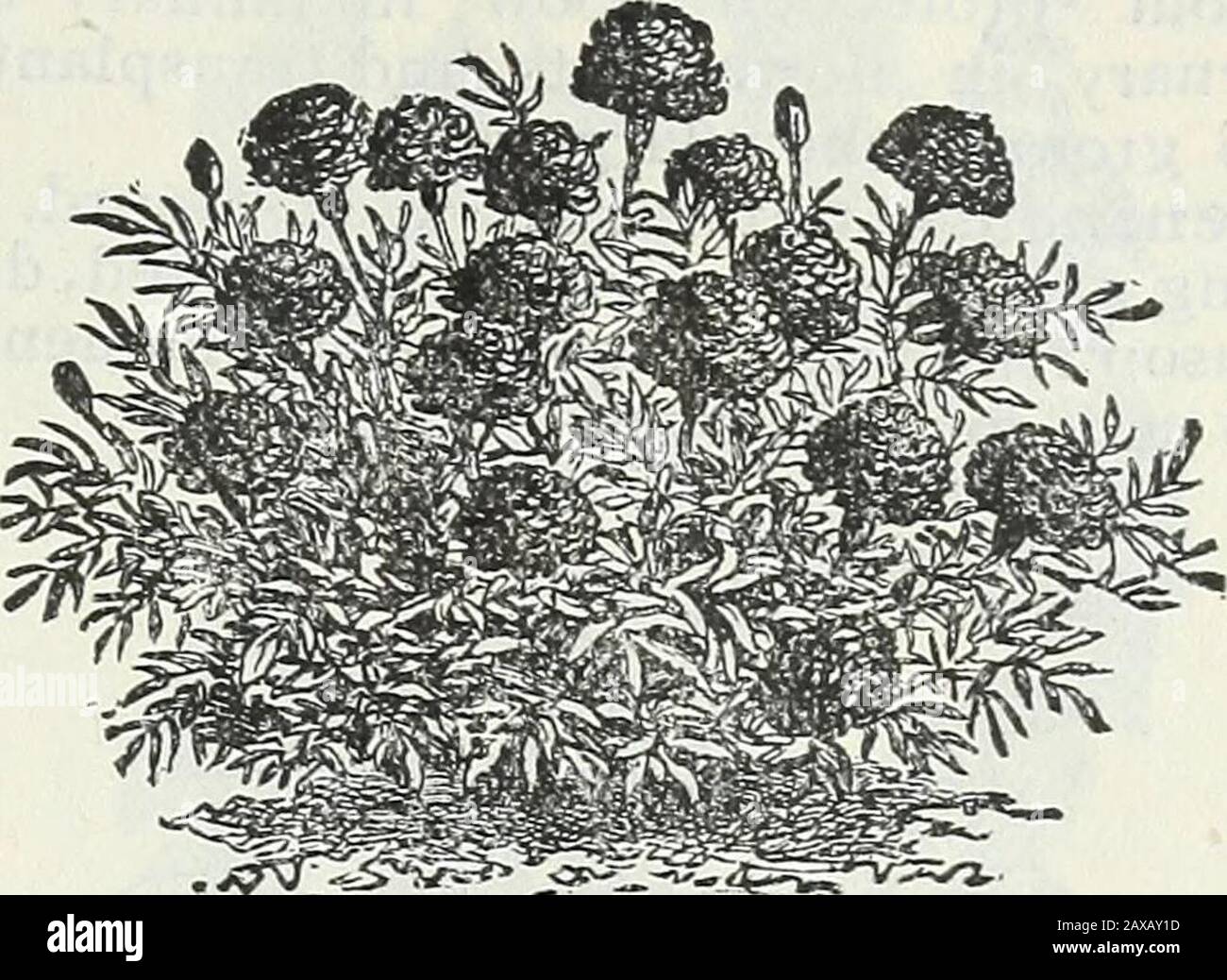 Catálogo de semillas de Steckler y manual de jardín para los estados del sur : 1902 . Reseda Odorata. Crece raramente sobre dos pies de alto, y arecovered con grandes flores de gran belleza.Zinnia elegans grandifiora robustaplenissima. Una nueva variedad recientemente en-troduced aquí de Alemania. Las plantasde esta nueva clase de showy y attractiveannuals son de crecimiento muy robusto y pro-educe muy grandes y extremadamente dobleflowers, midiendo de 4 a 5 pulgadas indiameter. Las semillas que ofrecemos para la venta comedian directamente del originador, y contienen. Tagetes Patula. Cerca de ocho hermosos colores diferentes, muy poco brig Foto de stock