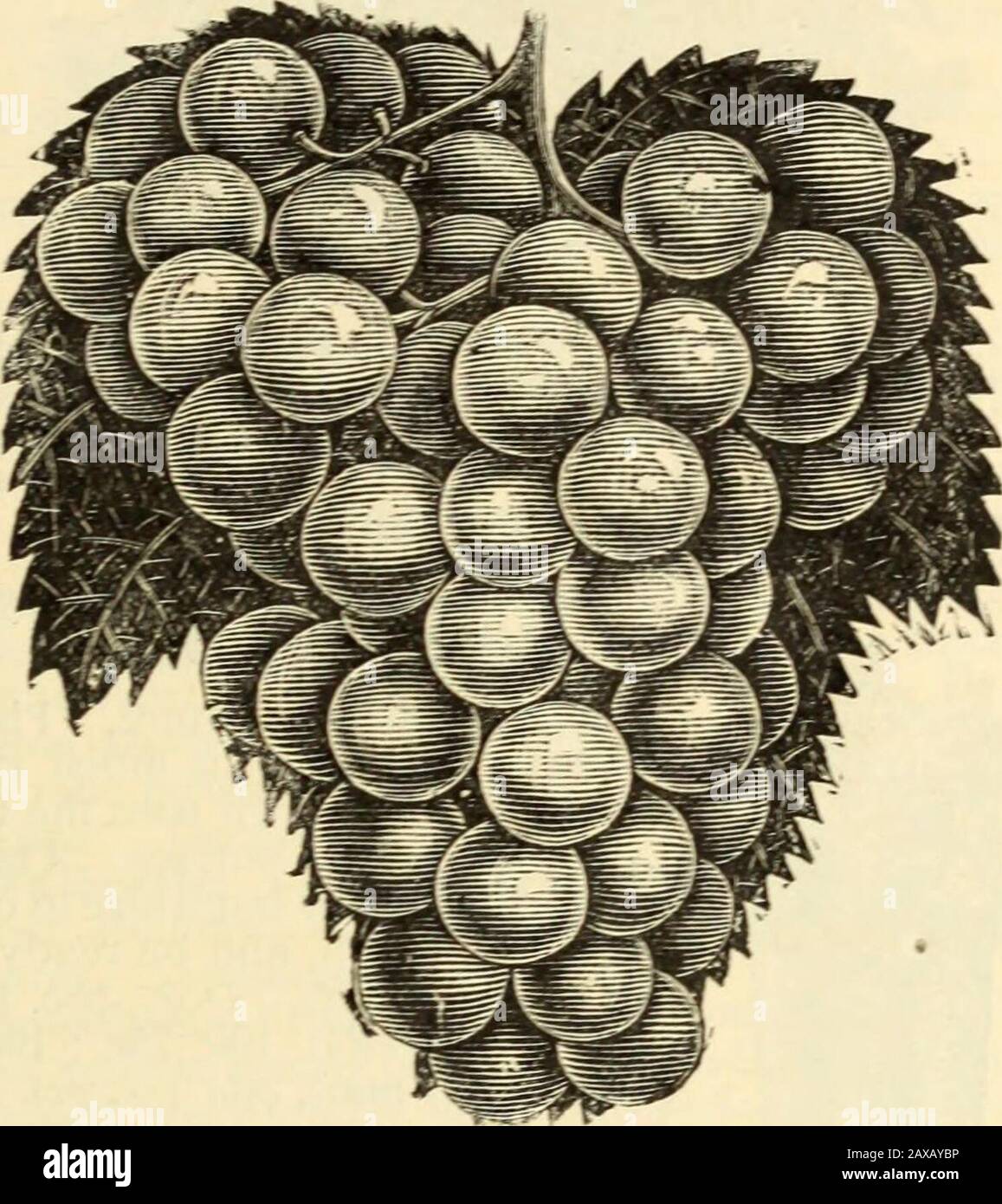 Catálogo ilustrado de Lovett : árboles y plantas . oz., $1.25; 100. $6.00. Por correo, postpago, a una docena de tarifas si se desea. Si por correo a tarifas de baño, añadir joc. Por baño para iyearlines y j c. por baño durante 2 años. Mil tasas de cualquiera en la aplicación. Plante en hileras 6 pies separados y 8 pies separados en la hilera. Cavar los agujeros suficientemente grandes para abastecer-fechar los ruots de la vid y utilizar solamente el suelo fino de la superficie en el relleno, mezclando con él un poco groundbone. Corte la vid de 1 año a dos ojos, colocando la inferior debajo de la superficie; corte la vid de 2 años a tres o cuatro ojos, poniendo dos o thre Foto de stock