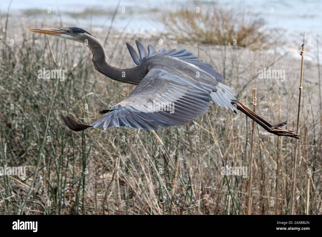 Gran Heron Azul en el río Foto de stock