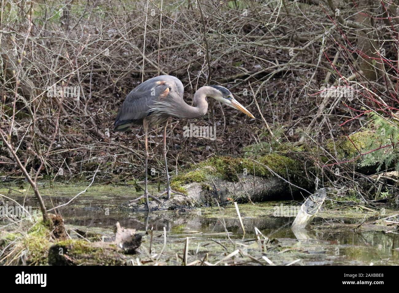 Gran Heron Azul en el río Foto de stock