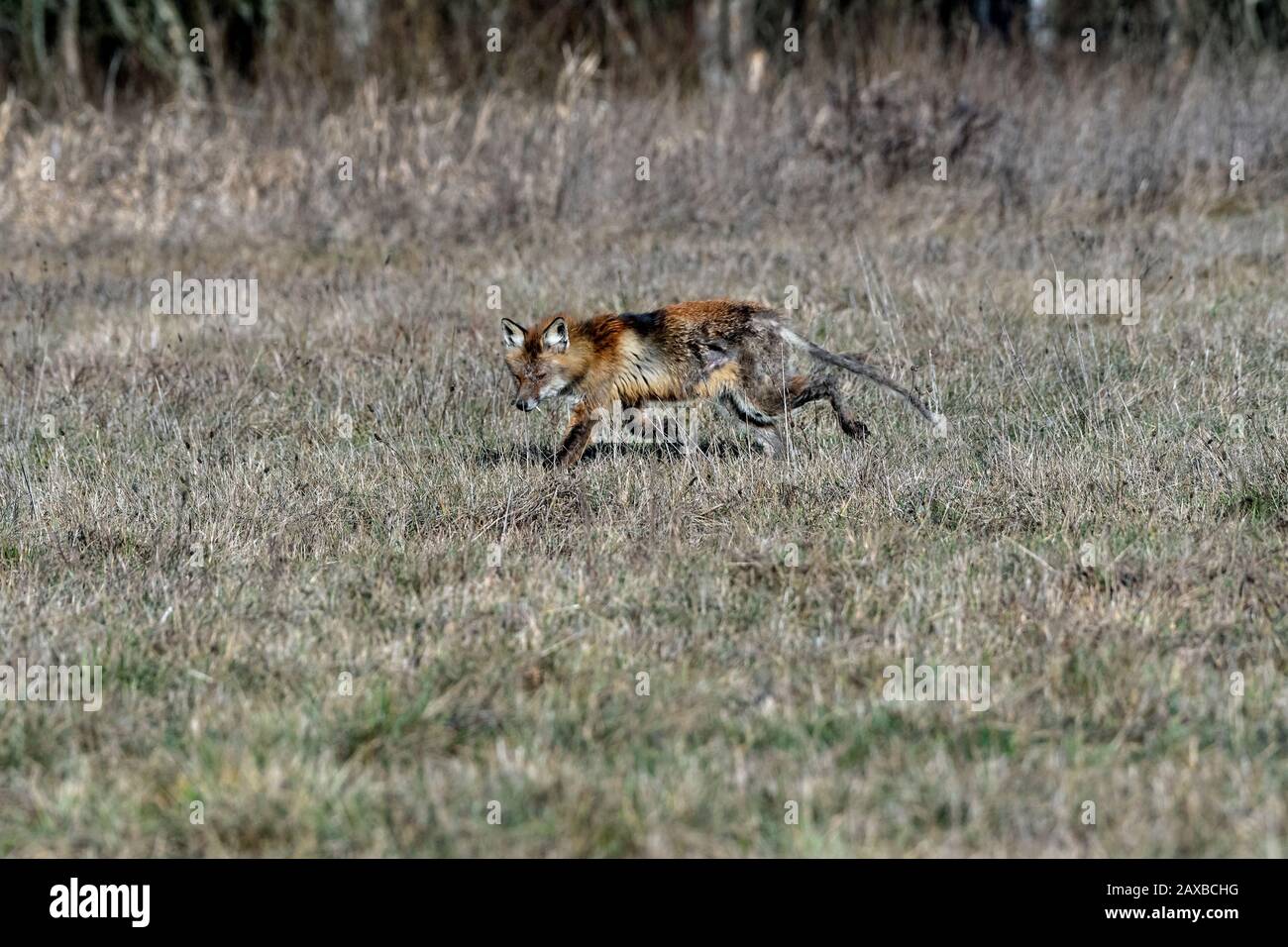 Sick Red Fox (Vulpes vulpes), Bialowieza, Polonia Foto de stock