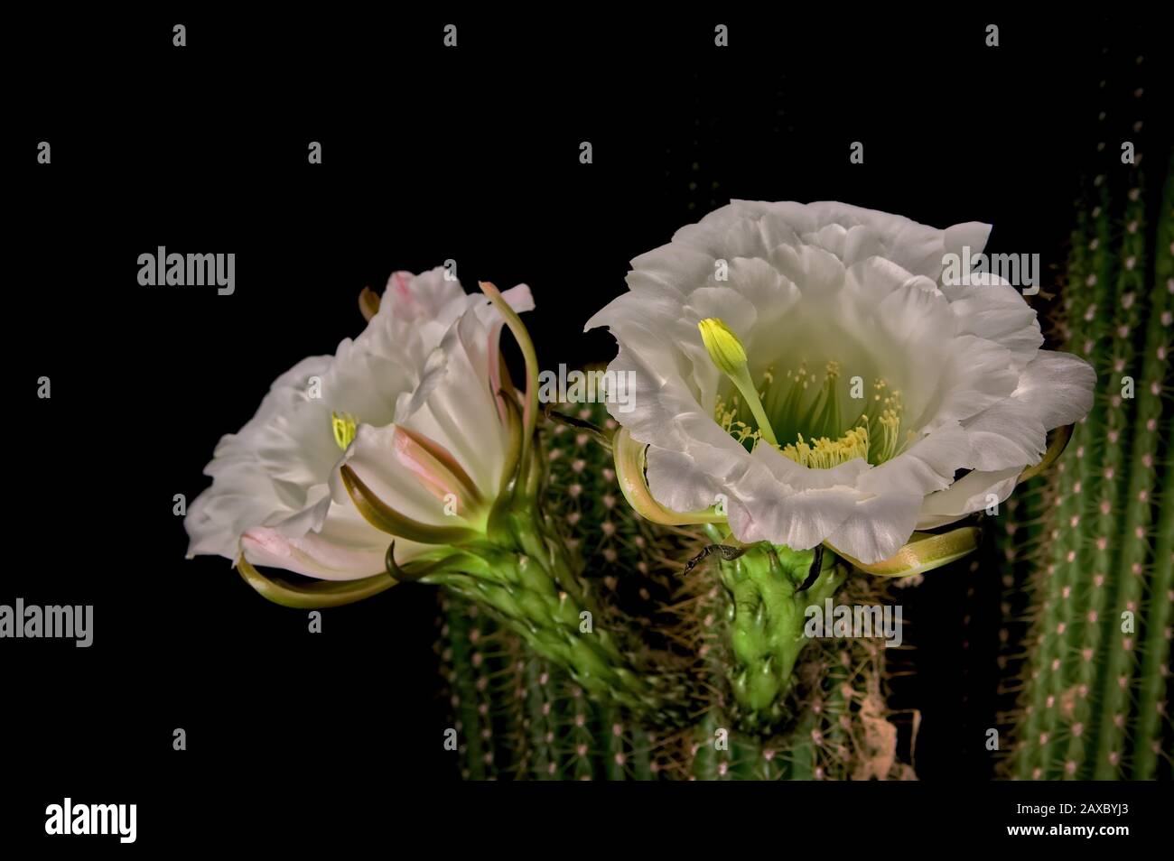 Las grandes flores blancas de la noche floreciendo Trichocereus Spachianus Cactus, también conocido como la Torca Dorada y el Cactus De La Columna Dorada. Esto es un Foto de stock