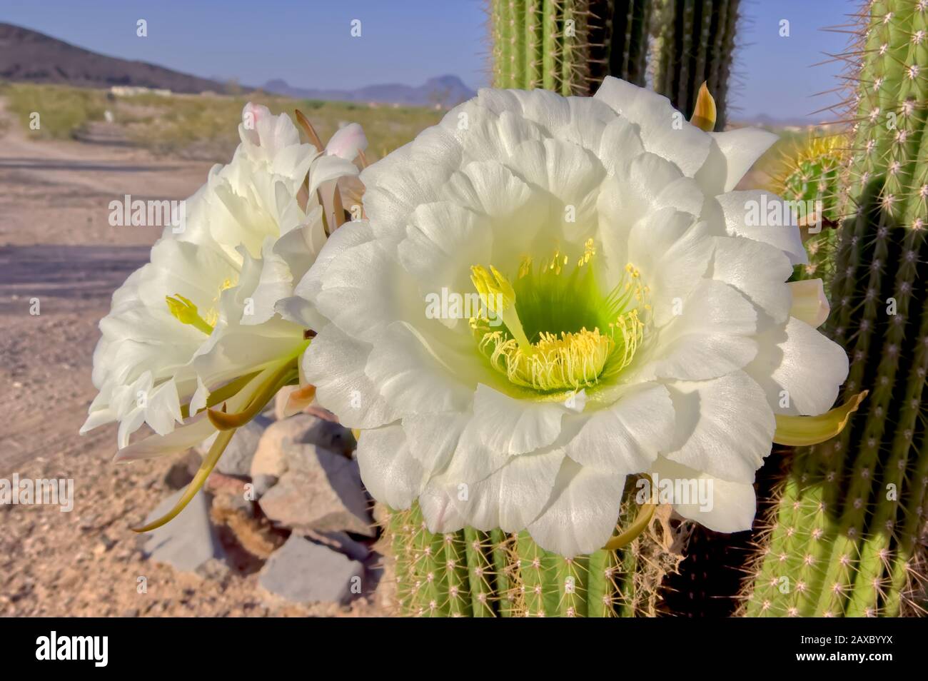 Las grandes flores blancas de la noche floreciendo Trichocereus Spachianus Cactus, también conocido como la Torca Dorada y el Cactus De La Columna Dorada. Esto es un Foto de stock