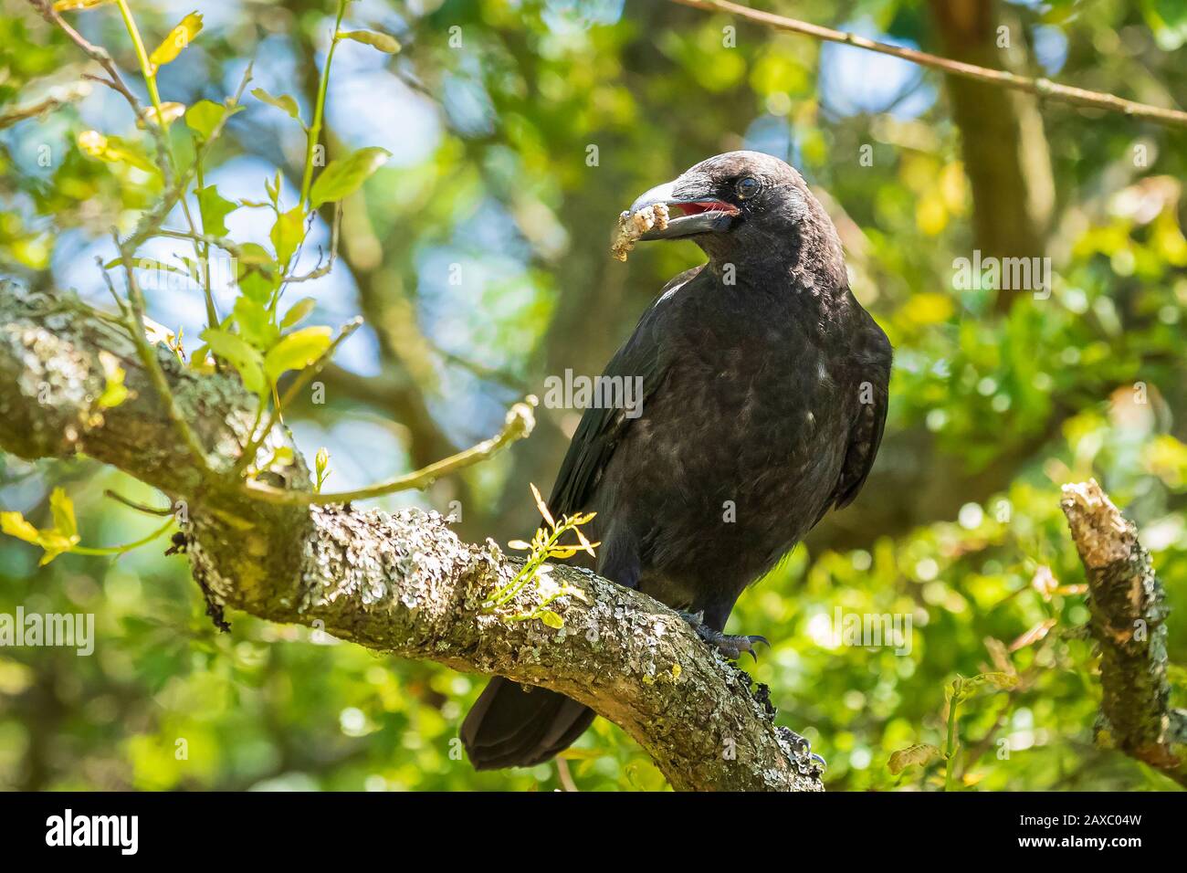 Primer plano de un carrion crow Corvus corone negro pájaro posado en un árbol Foto de stock