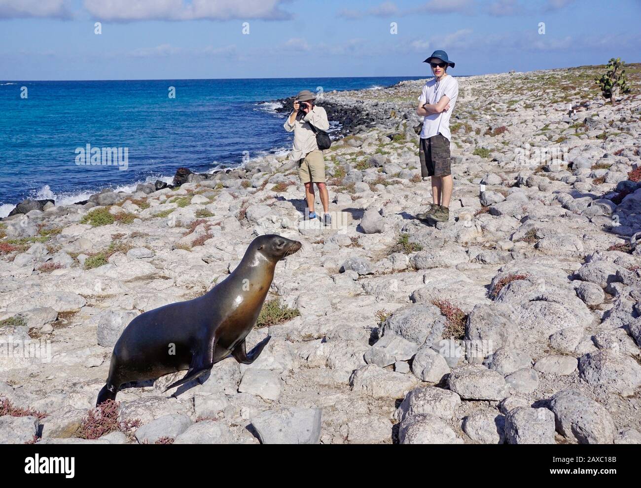 Turista en las Islas Galápagos fotografiando un león marino en la costa rocosa. Foto de stock
