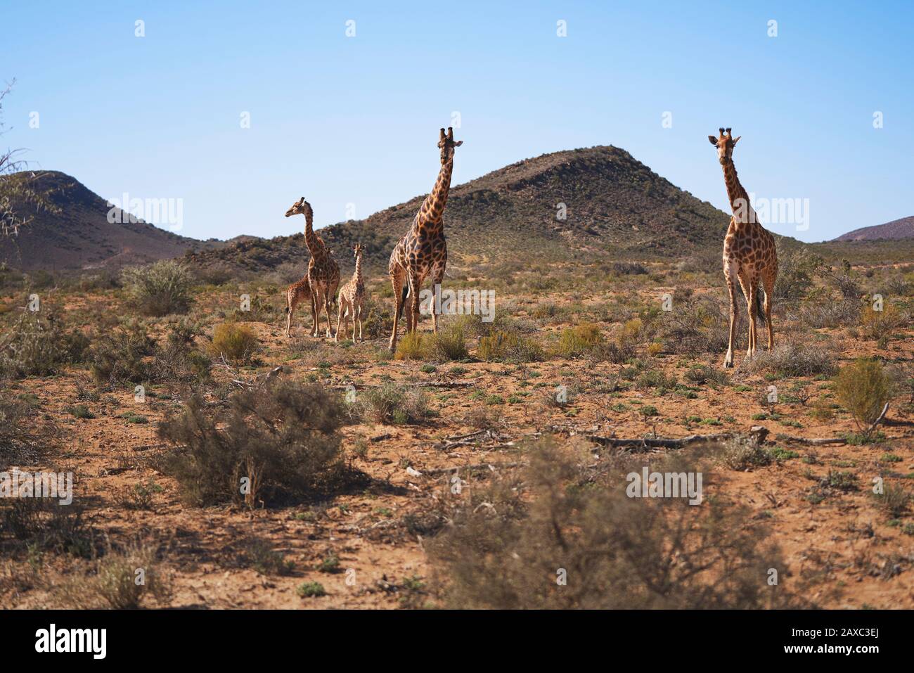 Giraffes en el soleado remoto prado Sanbona Ciudad del Cabo Sudáfrica Foto de stock