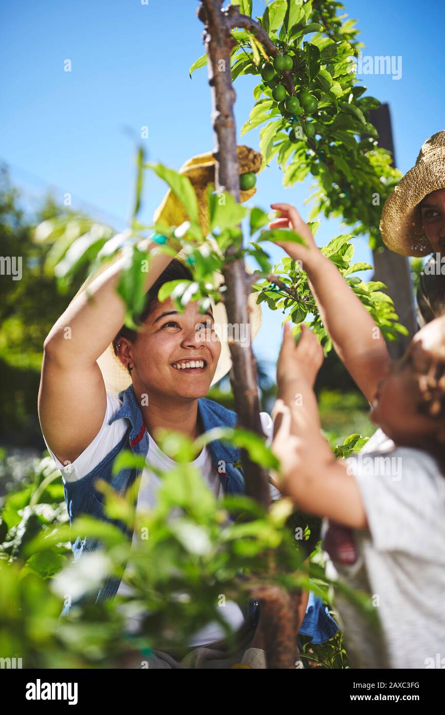 Mujer sonriente que cultiva un huerto en el jardín de verduras soleado Foto de stock