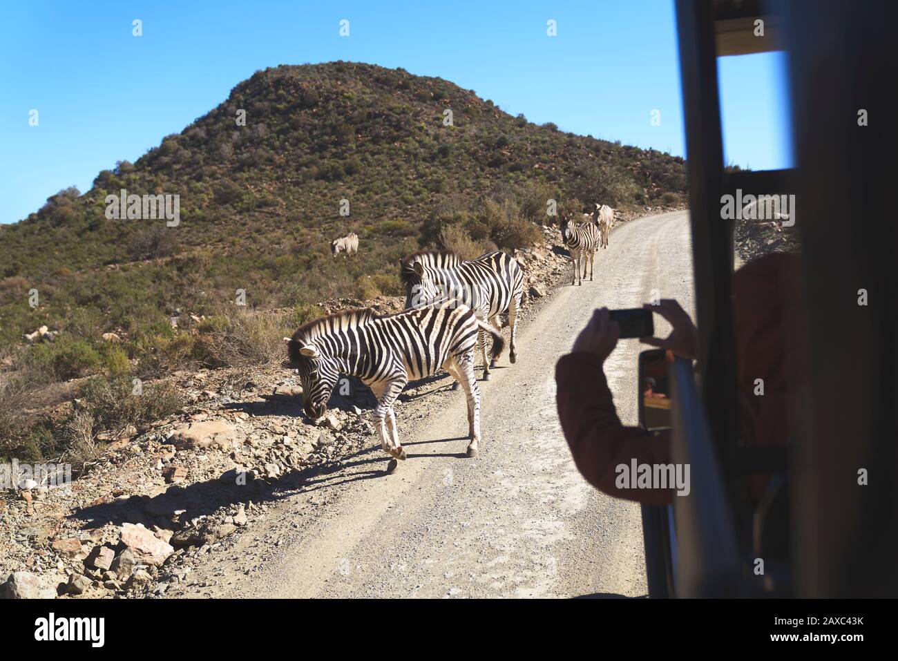 Safari vehículo conducción por cebras en carretera soleada Sudáfrica Foto de stock