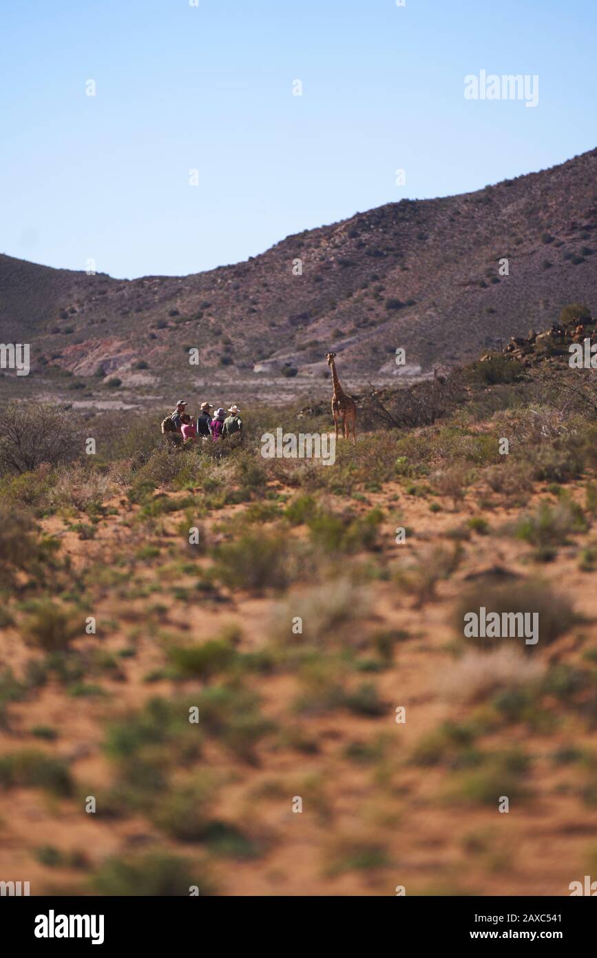 Grupo de safari viendo jirafa en la soleada reserva de fauna Foto de stock