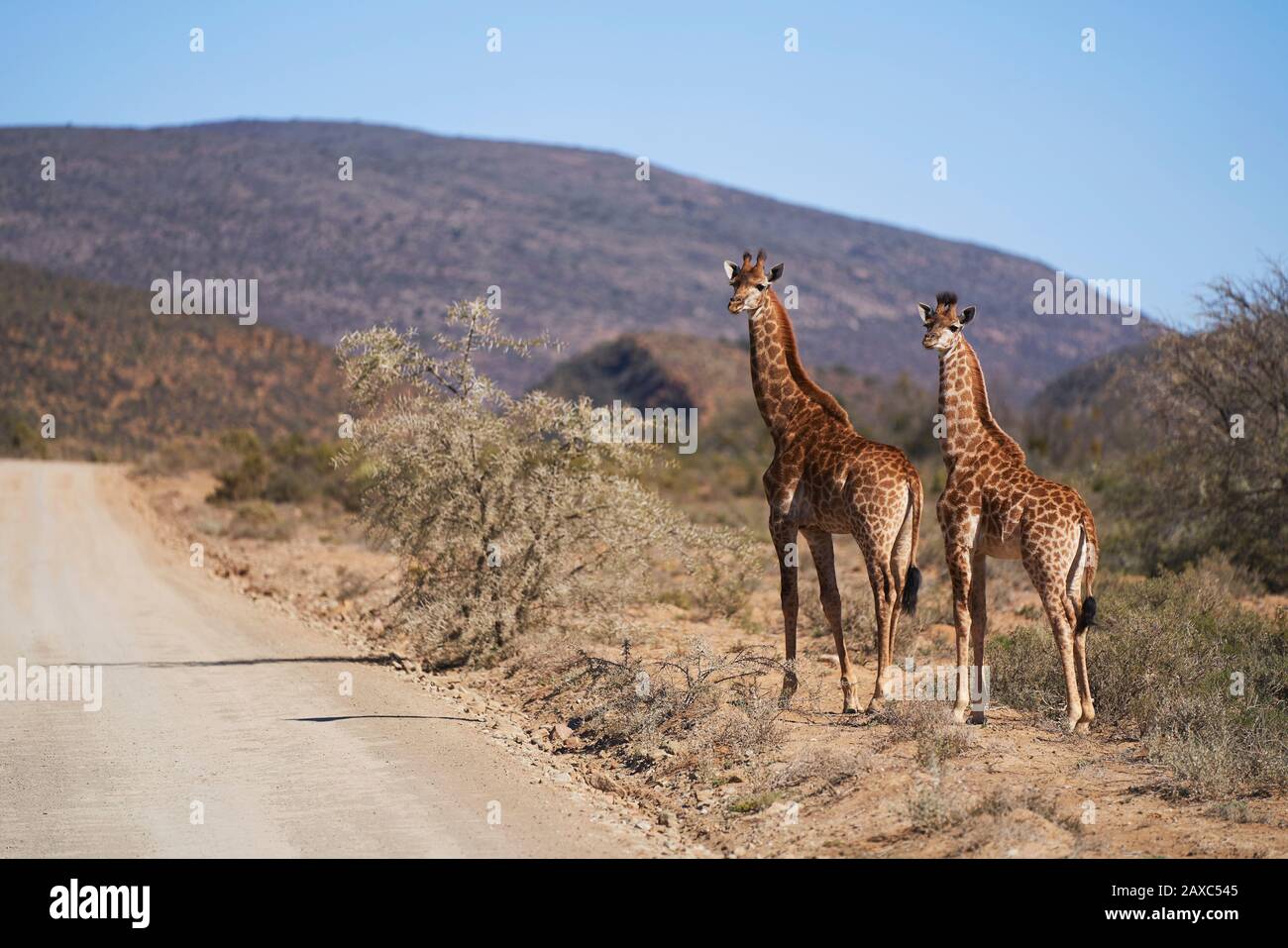Giraffes en carretera soleada en reserva de vida silvestre Sudáfrica Foto de stock