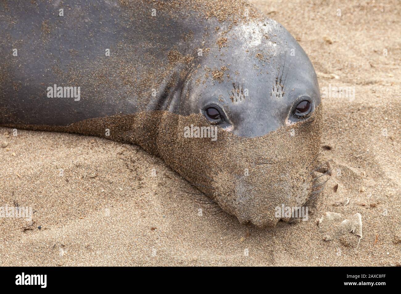Un elefante del norte, Mirounga angustirostris, cara cubierta de arena, San Simeon, California, EE.UU. Foto de stock