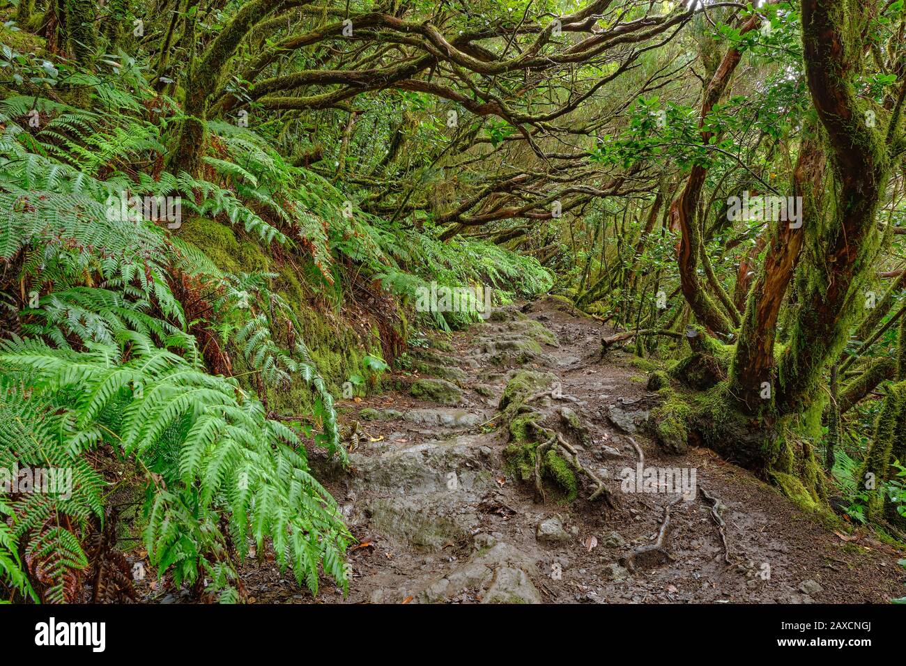 Bosque encantado de Pijaral, Montañas Anaga. Tenerife, Islas Canarias