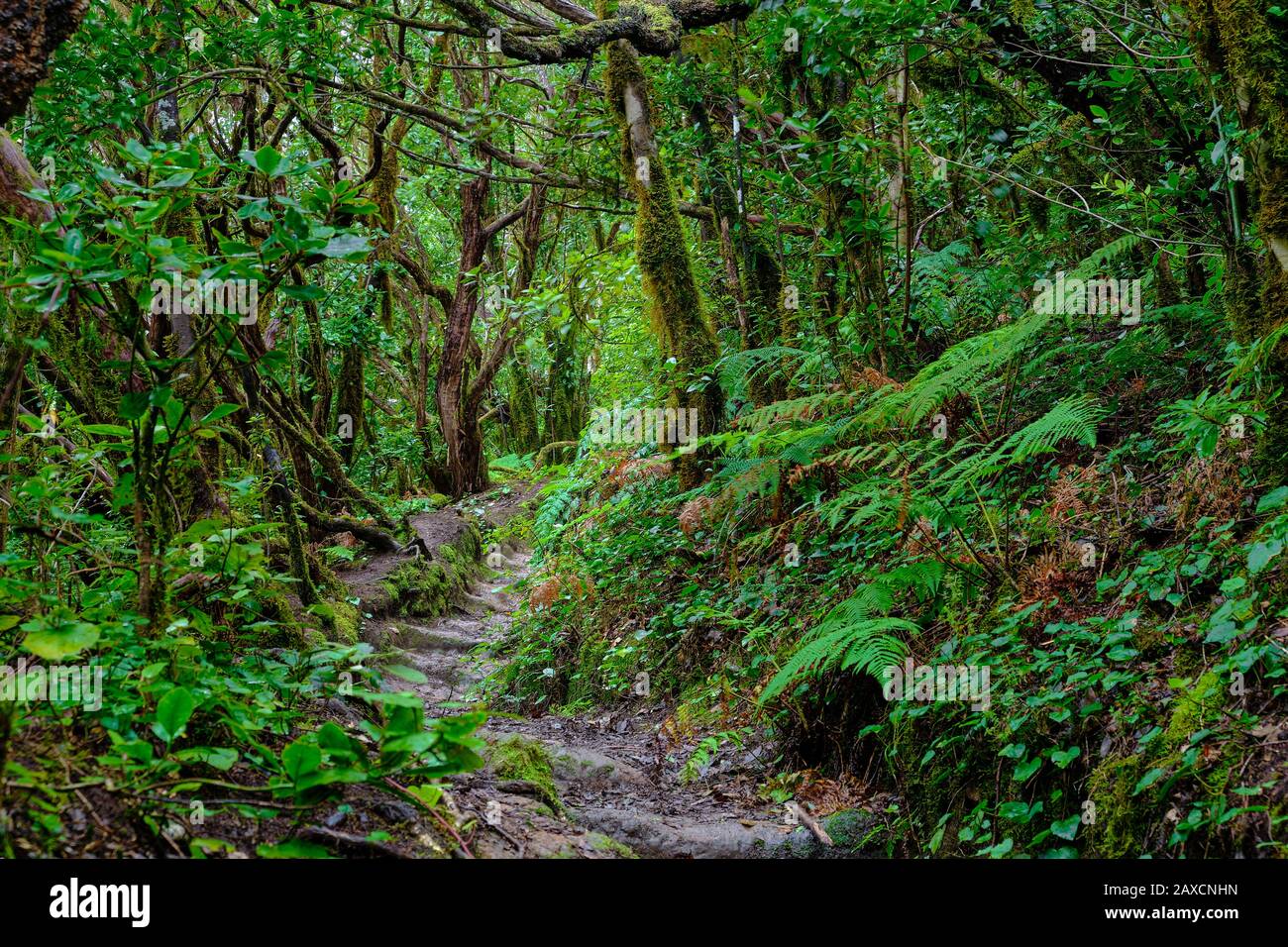 Bosque encantado de Pijaral, Montañas Anaga. Tenerife, Islas Canarias
