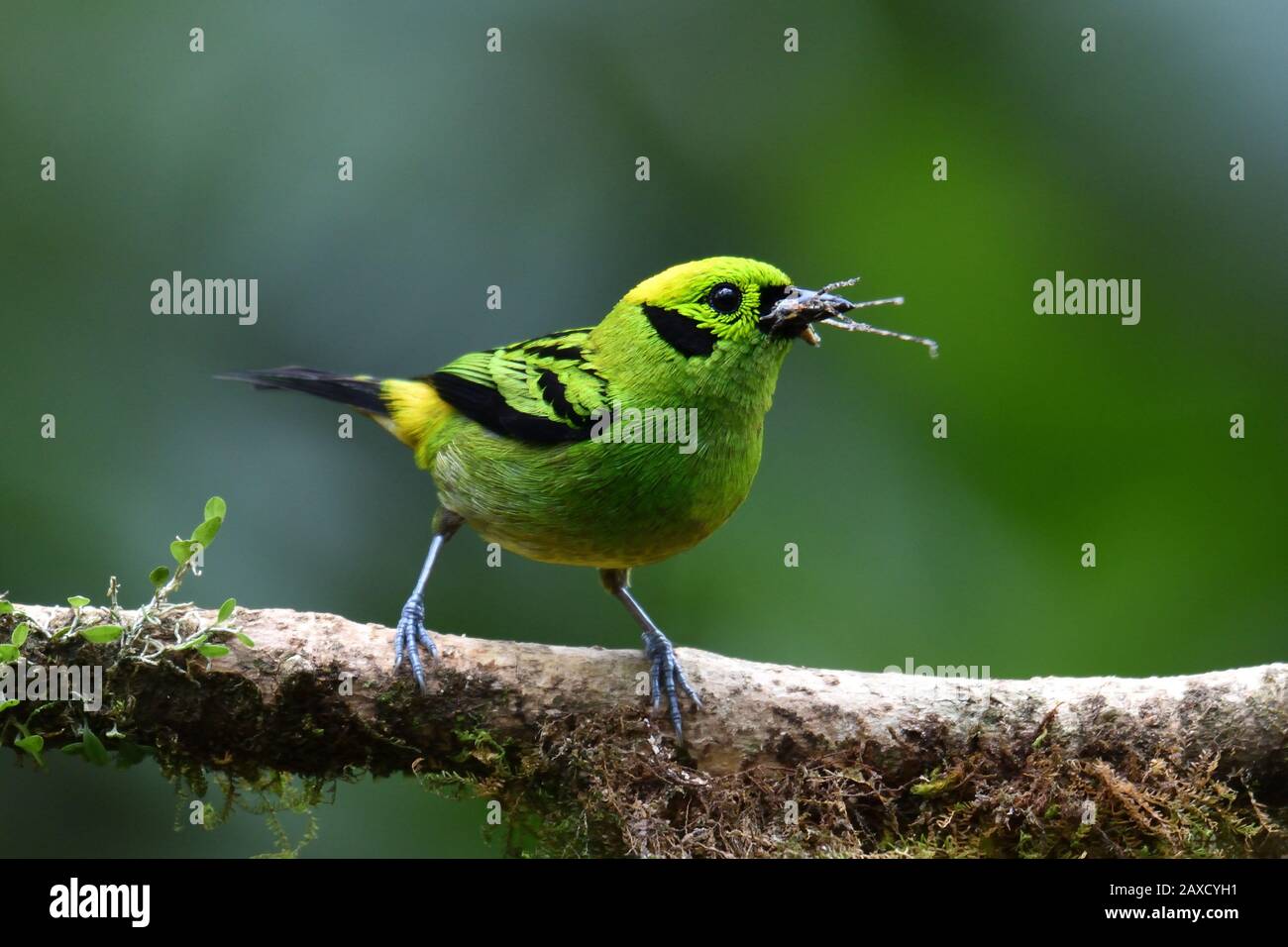 Un Tanager Esmeralda En Costa Rica Bosque Nublado Foto de stock