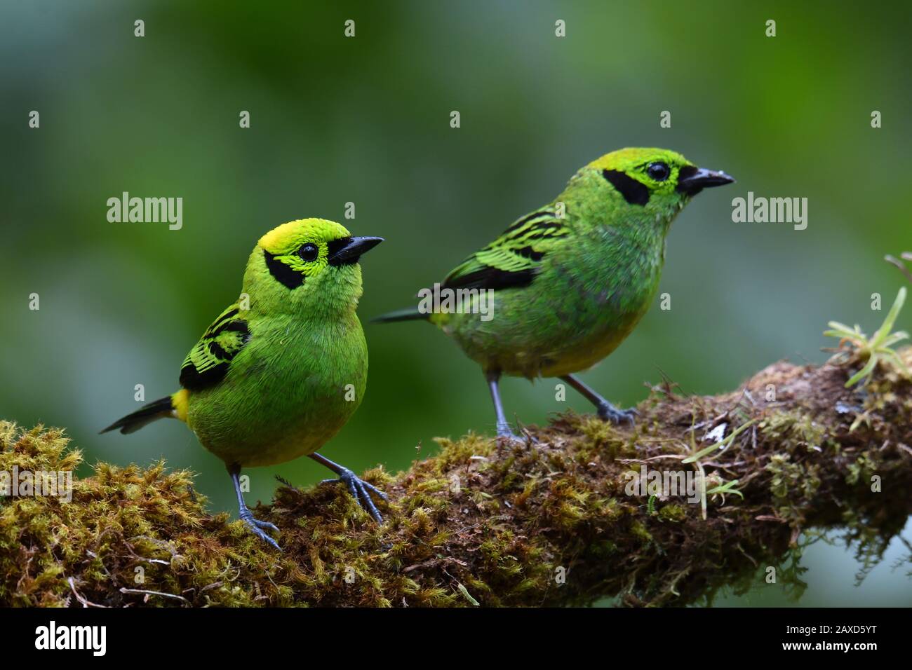 Un Tanager Esmeralda En Costa Rica Bosque Nublado Foto de stock