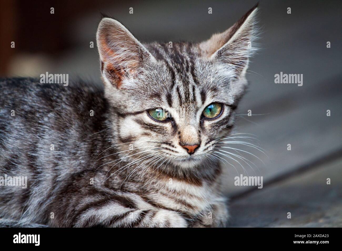 Una solitaria calle hambriento gatito de un hermoso tigre de color  gris-negro pierde la calle en busca de un host y alimentación Fotografía de  stock - Alamy