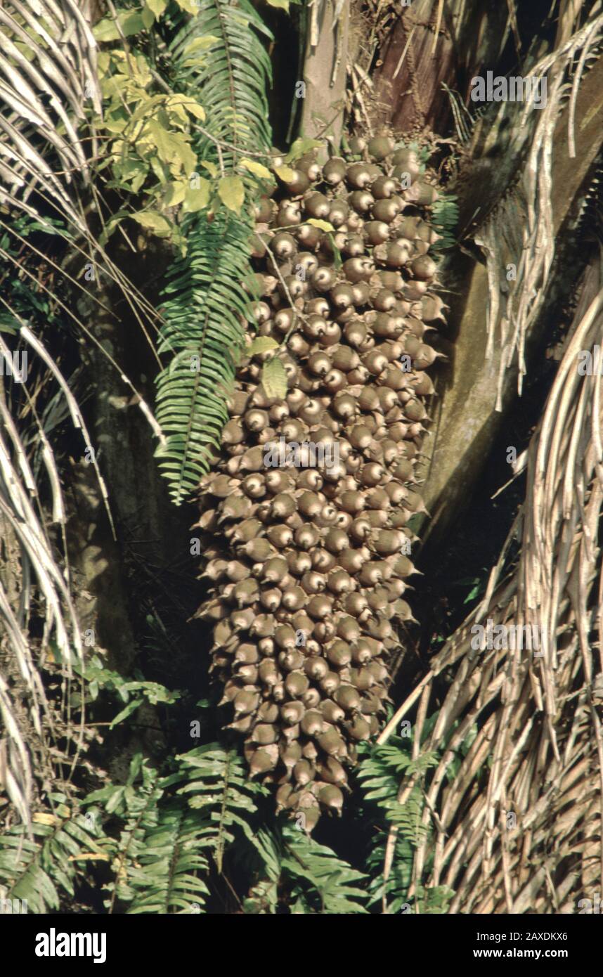 Primer plano de las nueces De palma Cohune 'Attalea cohune', cáscara dura de marfil de nuez de su fruto,. Foto de stock