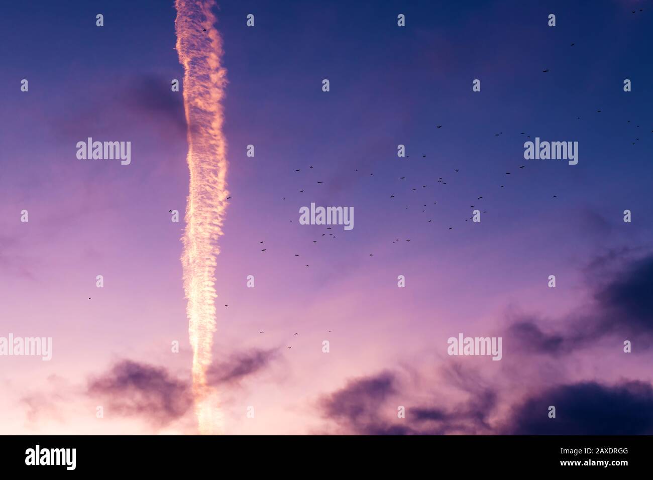 Rebaño de gaviotas volando a través del colorido cielo de la puesta de sol, siluetas de aves contra el paisaje de nubes vívidas Foto de stock