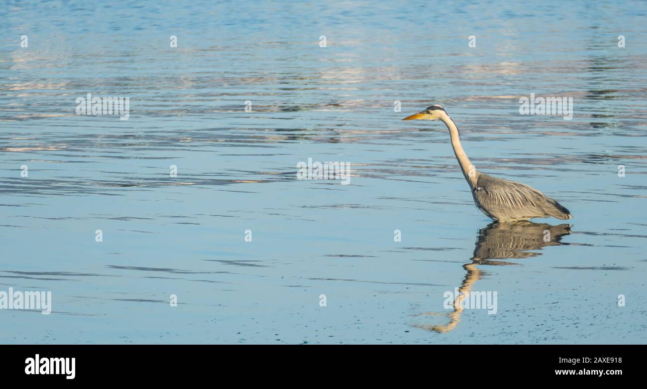 aves de heron pescando en el mar con luz solar ardea cinerea Foto de stock