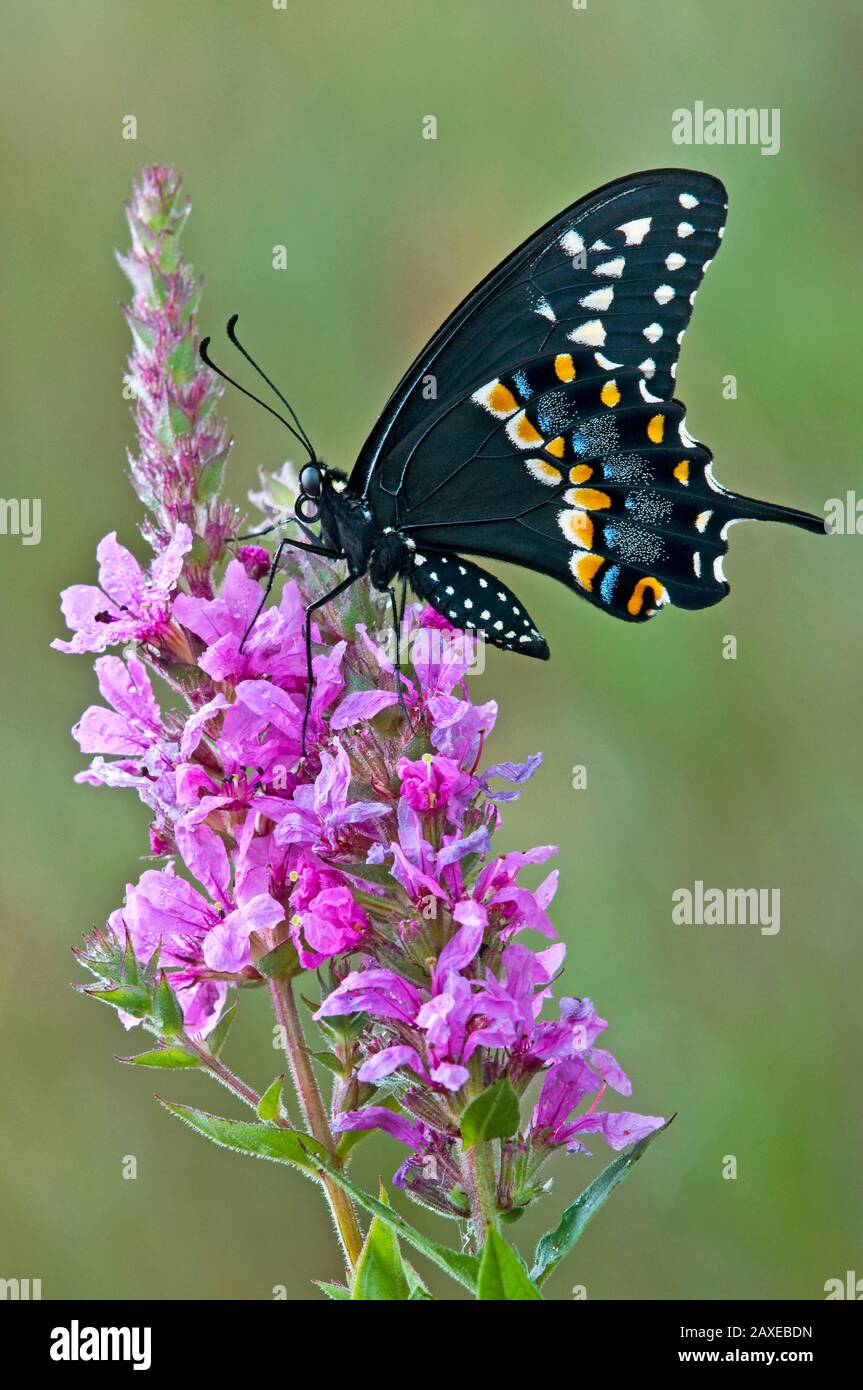 E. Mariposa de cola de golondrina negra alimentándose con flores Flojoplestrife púrpura, E USA, por Skip Moody/Dembinsky Photo Assoc Foto de stock